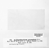 Lophodermium apiculatum image